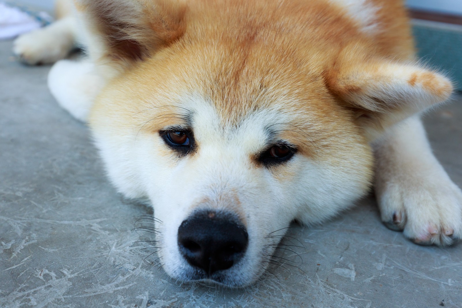柴犬におすすめのドッグフード
