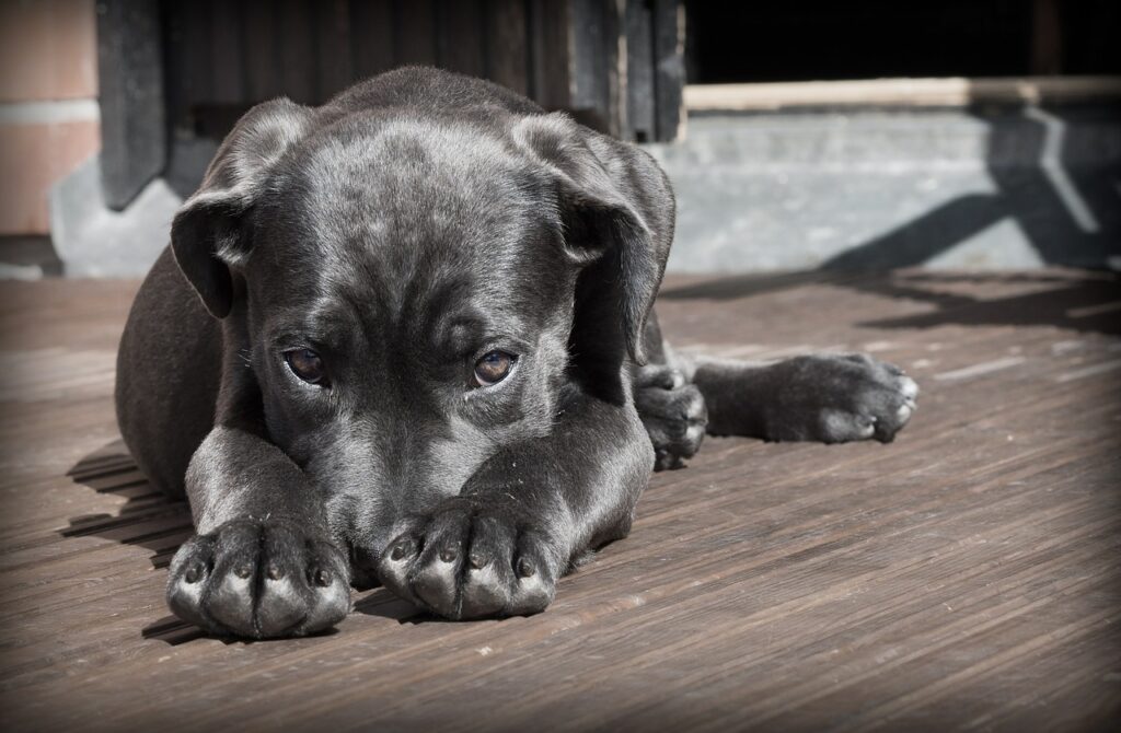 具合が悪い犬