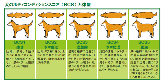BCS（ボディコンディションスコア）