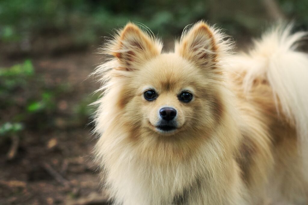 老犬