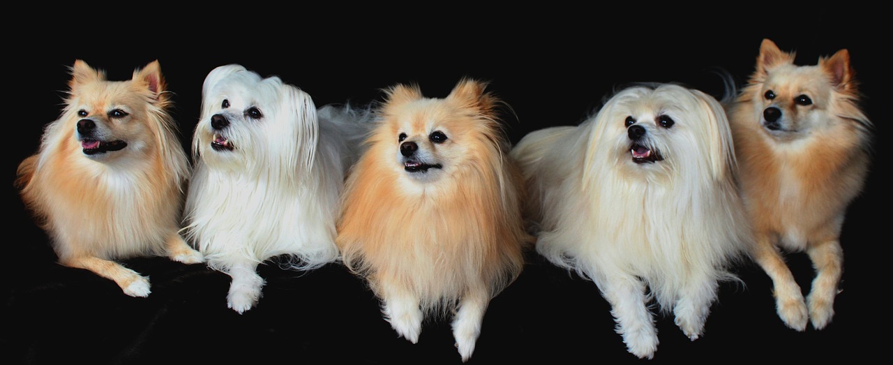 小型犬におすすめのドッグフード