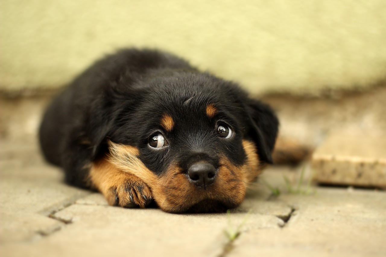 子犬