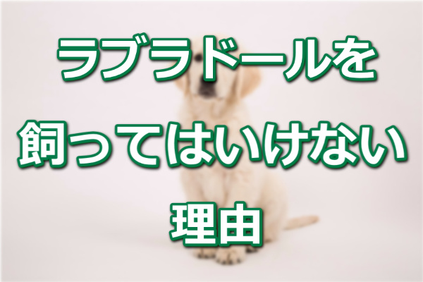 ラブラドールレトリバーを飼ってはいけない